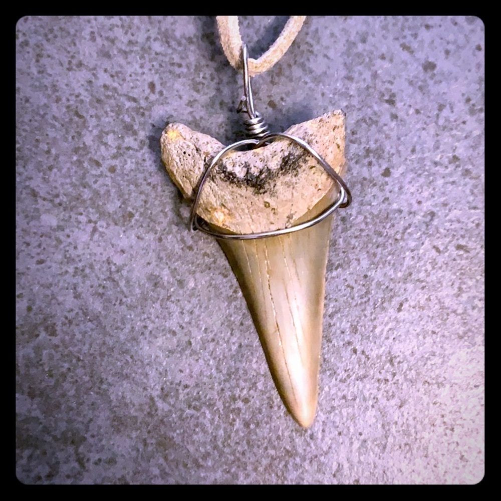 REAL Sharktooth Necklace